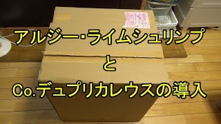 #035：アルジー・ライムシュリンプとCo.デュプリカレウスの導入【Aquarium】120cm コリドラス水槽