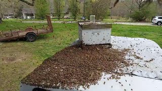 Что произойдёт, если пчёлы исчезнут