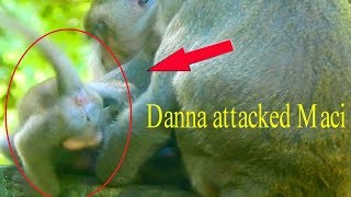 Cries seizure ! Very pity Maci got attacked by Danna cry seriously / Monkey Post