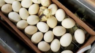 Сколько дней можно отбирать яйцо на инкубацию? ч.2 Итог инкубации Пушкинской породы.