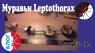 Муравьи Leptothorax. Как переселять микроскопических муравьев.