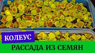 ?☘️Выращиваем колеусы из семян легко!!! Хорошая рассада колеусов?☘️
