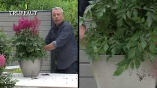 Astilbe : plantation et entretien - Jardinerie Truffaut TV