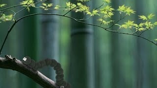 Как делать анимация в Adobe After Effects CS6 - Гусеница. Обзор инструмента Puppet Pin Tool