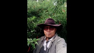 Cara pemupukan Cabe tinggi 2 meter (2) KERINCI jambi.