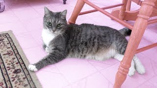 MEET MY CAT LILY!!!