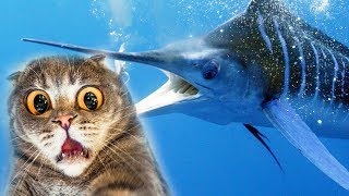 КОТЕНОК РЫБОЛОВ В поисках РЫБЫ МЕЧ симулятор маленького котенка рыболова веселый летсплей от #фгтв