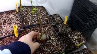 Theobroma Cacao  cocoa plant Plantas Cacao seeds 2017