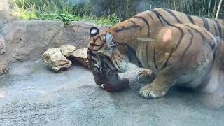 International Tiger Day (live) 2020 - Cincinnati Zoo