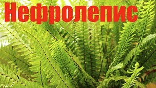 Папоротник нефролепис. [Надежда и Мир]