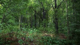 Wallpaper Engine ➤ Kingdom Come: Deliverance v.2 • (PС) [Animated Background] ツ