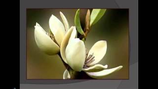 ANA MALAZONIA -- chemo magnolia