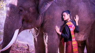 Positive Healing Frequency | Meditation Music 528Hz | Miracle Tones Music | Positive Energy Cleanse