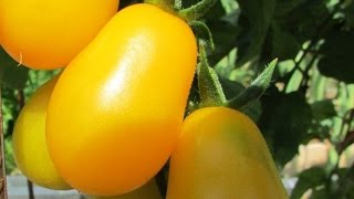 Жёлтая карамель