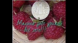 Ремонтантная Малина сорт*Брусвяна*одна из лучших сортов малины.