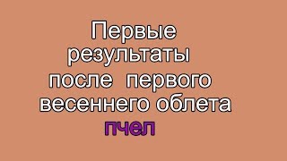 Первый весенний облет пчел и первые результаты