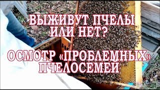 Выживут пчёлы или нет? Осмотр проблемных семей.