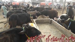 نیلی راوی کی سستی کٹیاں فار سیل جانور منڈی ڈولی شہید جھنگ