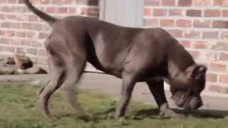 Unique Bloodline Kennel's SPARTA!!!