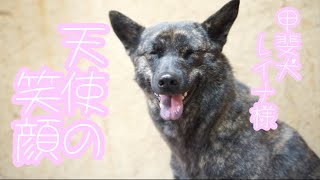 癒し系の甲斐犬レイナちゃんにひたすら癒されている動画　/ Kai ken  Kai inu