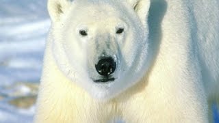 Белый Медведь/Polar Bear