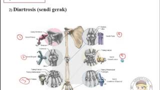 Sistem Organ Part 1 sistem gerak