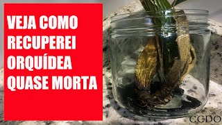 RECUPERANDO ORQUÍDEAS NA ÁGUA (Orquídea quase morta) -  CCDO