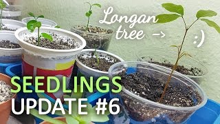 Seedlings Update 6 - 26.01.2017