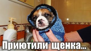 Щенок с улицы ЧТО ДЕЛАТЬ? Нашли щенка что делать? Как купать щенка? Дружок