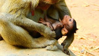 Poor baby monkey Figi very weak no energy / Monkey Post