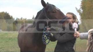 Лошадиная преданность, эфир от 27.09.2016