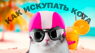 Как купать кота, уход за шерстью кошек