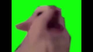 Cat Yelling Greenscreen