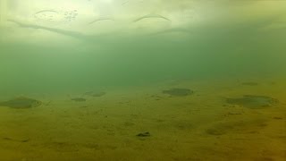 Тест EKEN H9 Ultra HD 4K Action Camera. Подводная съемка. Косяк рыб
