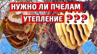 Как зимуют пчелы УТЕПЛЕНИЕ СЫРОСТЬ ПЛЕСЕНЬ И ВЕНТИЛЯЦИЯ в улье зимой