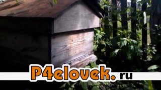 Поставил две ловушки 22.05.16.  Пчёлы воровки в ловушке