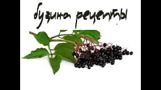 бузина рецепт