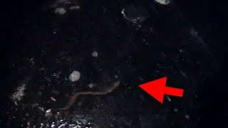 Миноги на Волге подо льдом! Ловля судака на на вибы зимой