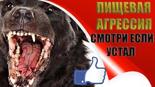 Дрессировка щенка. Щенка немецкой овчарки. Алекс, 1,5 месяца,"ПИЩЕВАЯ АГРЕССИЯ" .