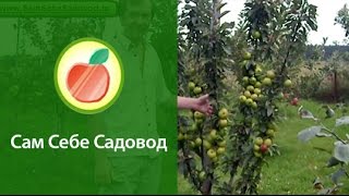 Колоновидная яблоня "Арбат"