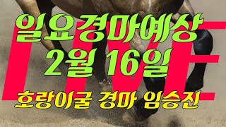 2월16일 일요경마 예상 LIVE