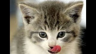 Quiz Diva Kitty Difference Answers 40 Questions Score 100% Video MyNeobuxSolutions