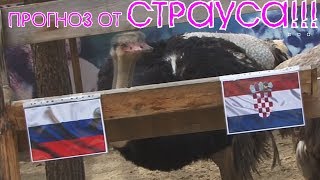Прогноз на матч РОССИЯ ХОРВАТИЯ чемпионат мира 2018 чм от СТРАУСОВ russia croatia от экспертов