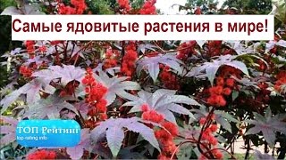 Самые ядовитые растения