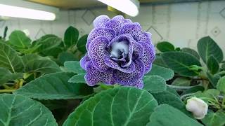 ?Глоксинии 25 сортов ! Обзор сортов. Часть моей коллекции ?How to grow gloxinia
