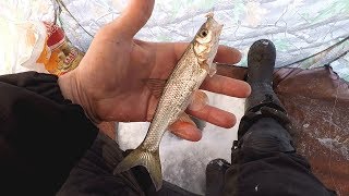 Как Ловить Ельца в Глухозимье! Рыбалка на р.Томь!  01.02.2018г.