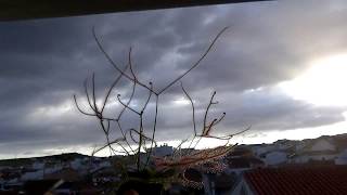 Menuda Drosera Binata Plantas Carnivoras y Nepenthes en zona