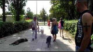 Агрессивный Шнауцер Перец(Агрессия на собак)