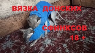 Вязка Донских Сфинксов. Mating of the don Sphynx. # 131.