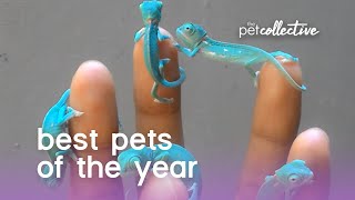 Best Pet Videos of the Year 2017!